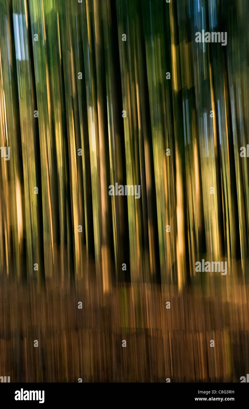 Rows of trees blurred in camera using a downward panning technique ...