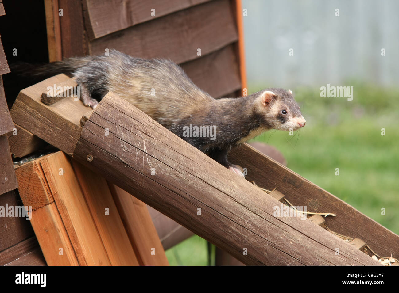 Polecat ferret hires stock photography and images Alamy