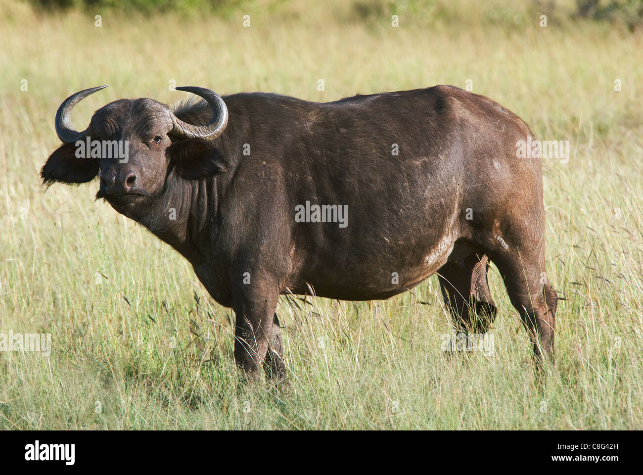 Angry african buffalo hi-res stock photography and images - Alamy