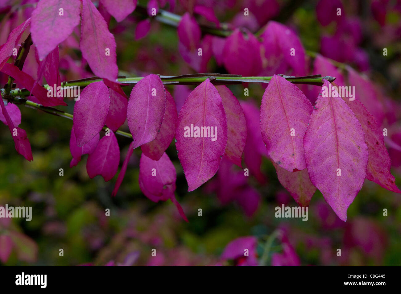 Red leaves of the Burning Bush in autumn Stock Photo Alamy