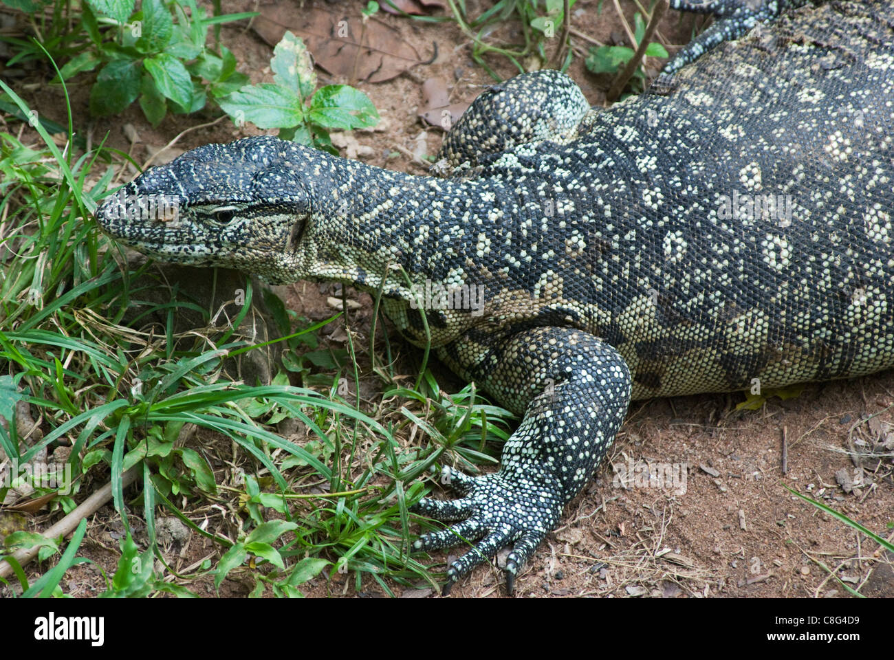 Monitor Lizard (Varanus niloticus) Stock Photo