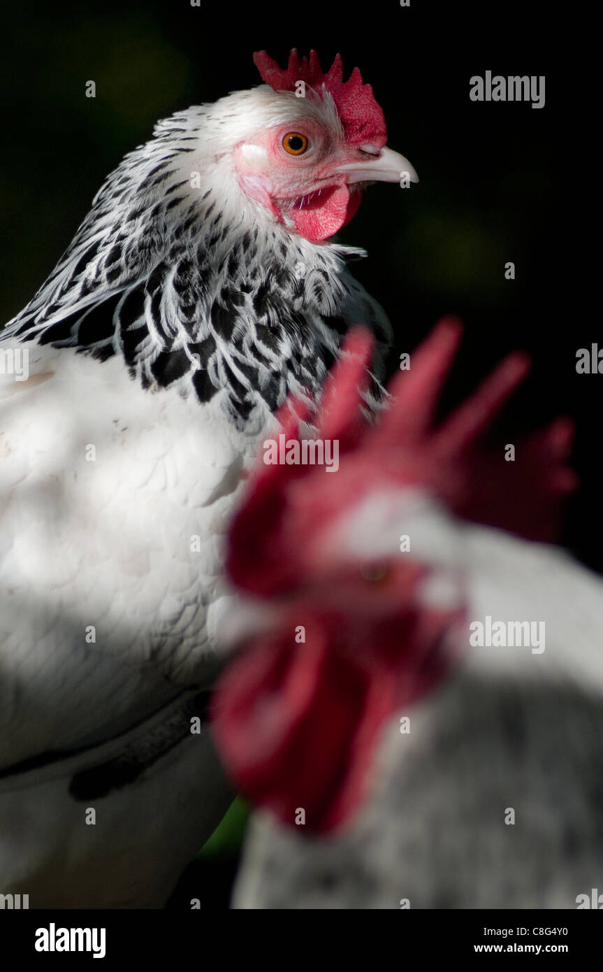 Light Sussex Bantam hen and Cockerel Stock Photo - Alamy