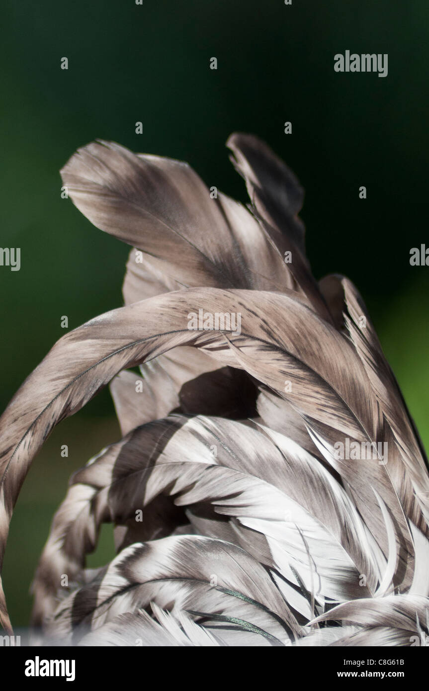 Light Sussex Bantam Cockerel tail feathers Stock Photo - Alamy