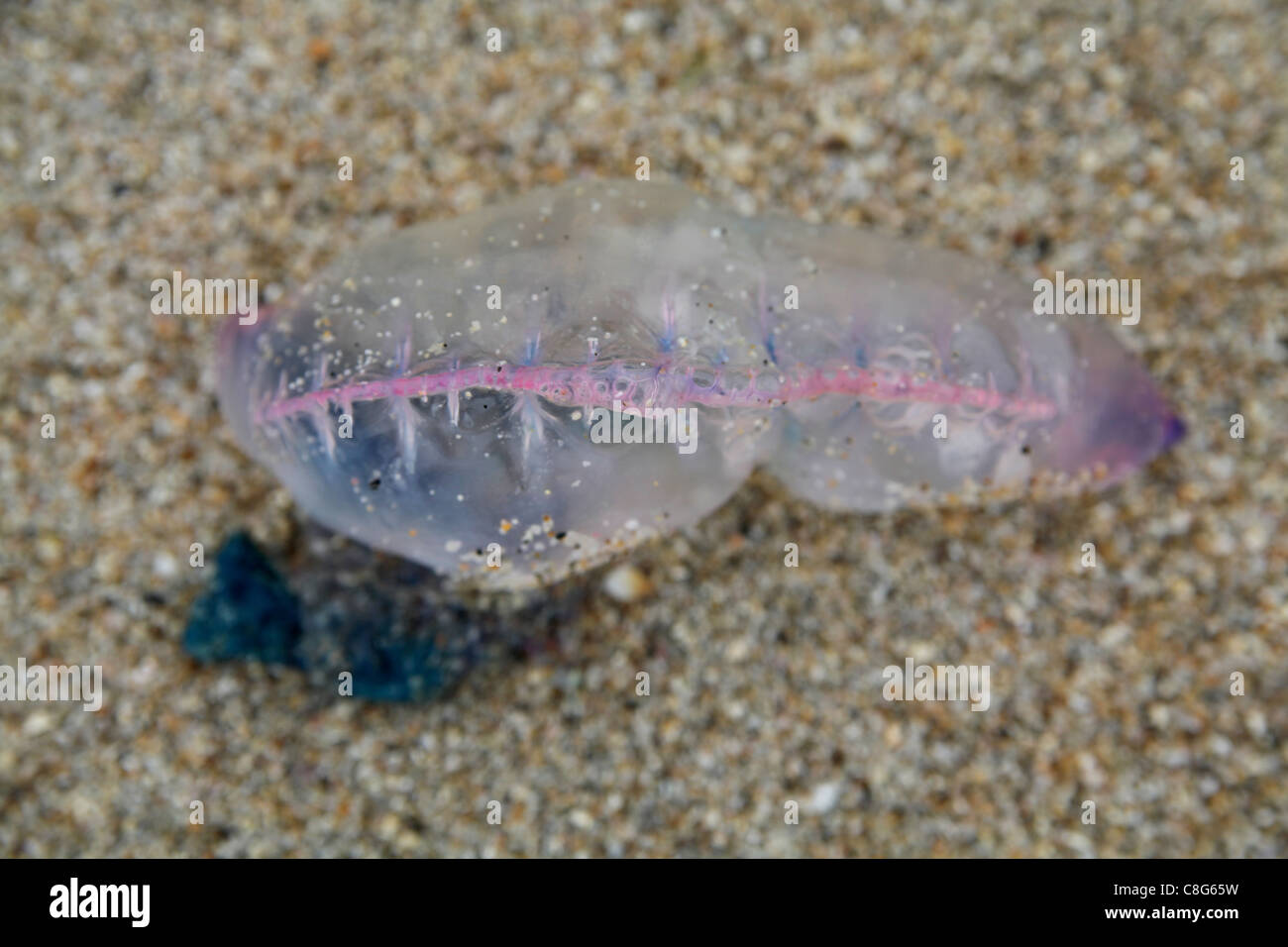 Washed up Portuguese Man o'War on a Cornish beach, aerial view. Stock Photo