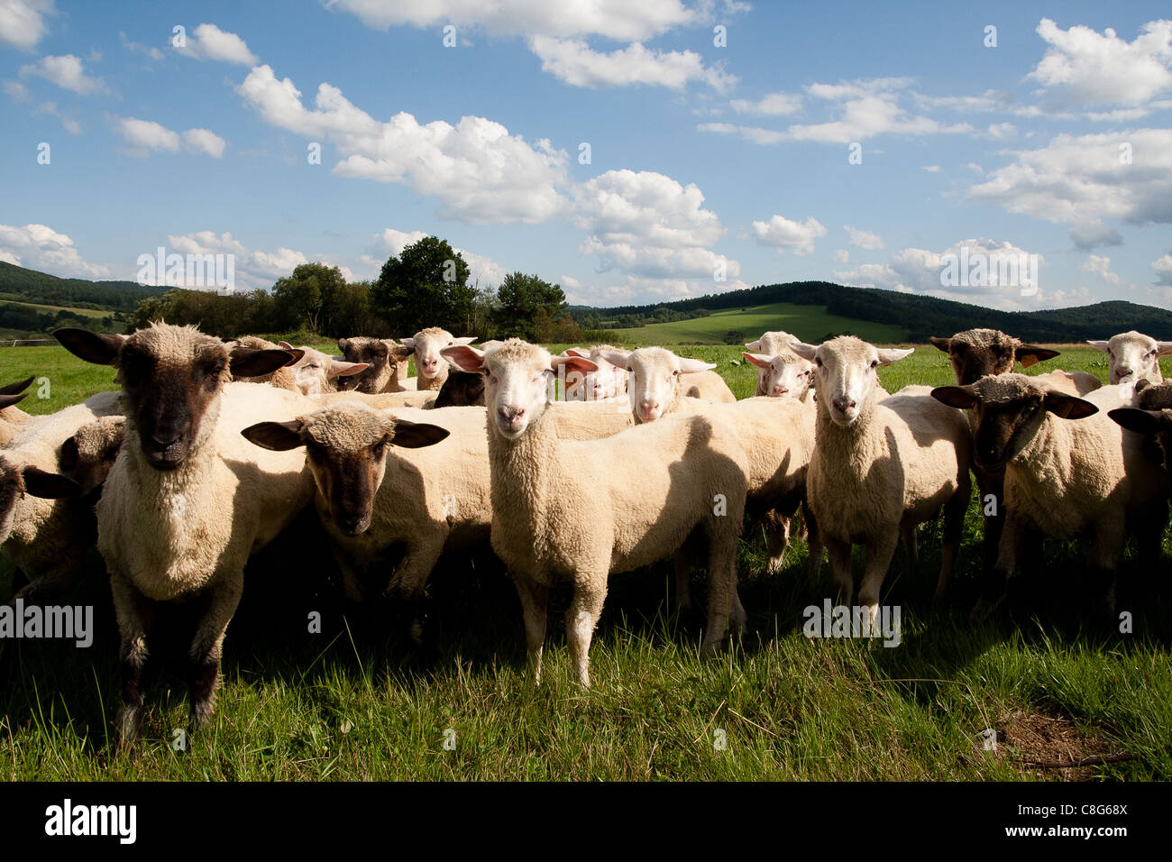 Flock of sheep on pasture land in Bieszczady mountains, Poland Stock Photo