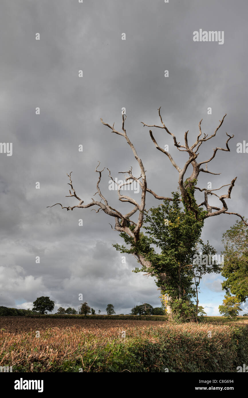 Lonely old oak tree at Shapwick Stock Photo - Alamy