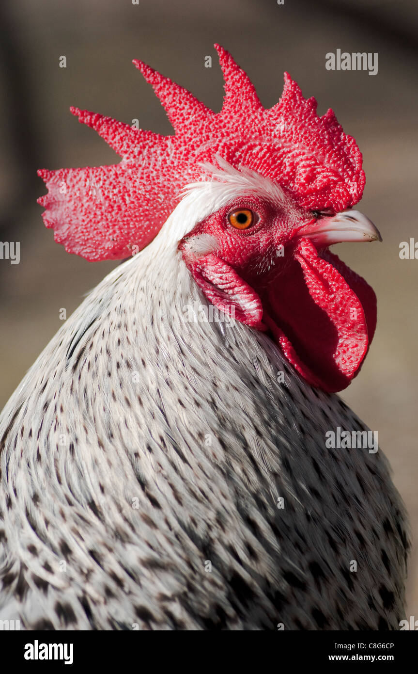 Light Sussex Bantam Cockerel Stock Photo - Alamy