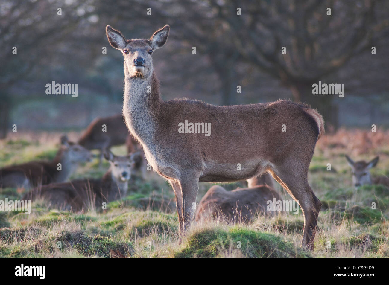 Deer in a London park at dusk Stock Photo