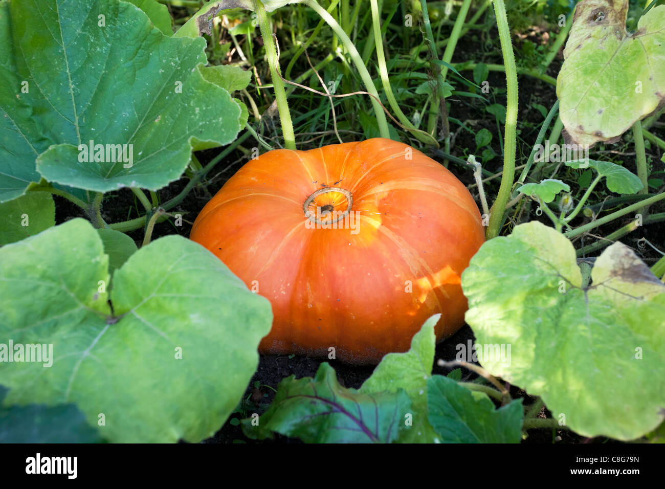 Big pumpkin growing on a pumpkin patch Stock Photo - Alamy
