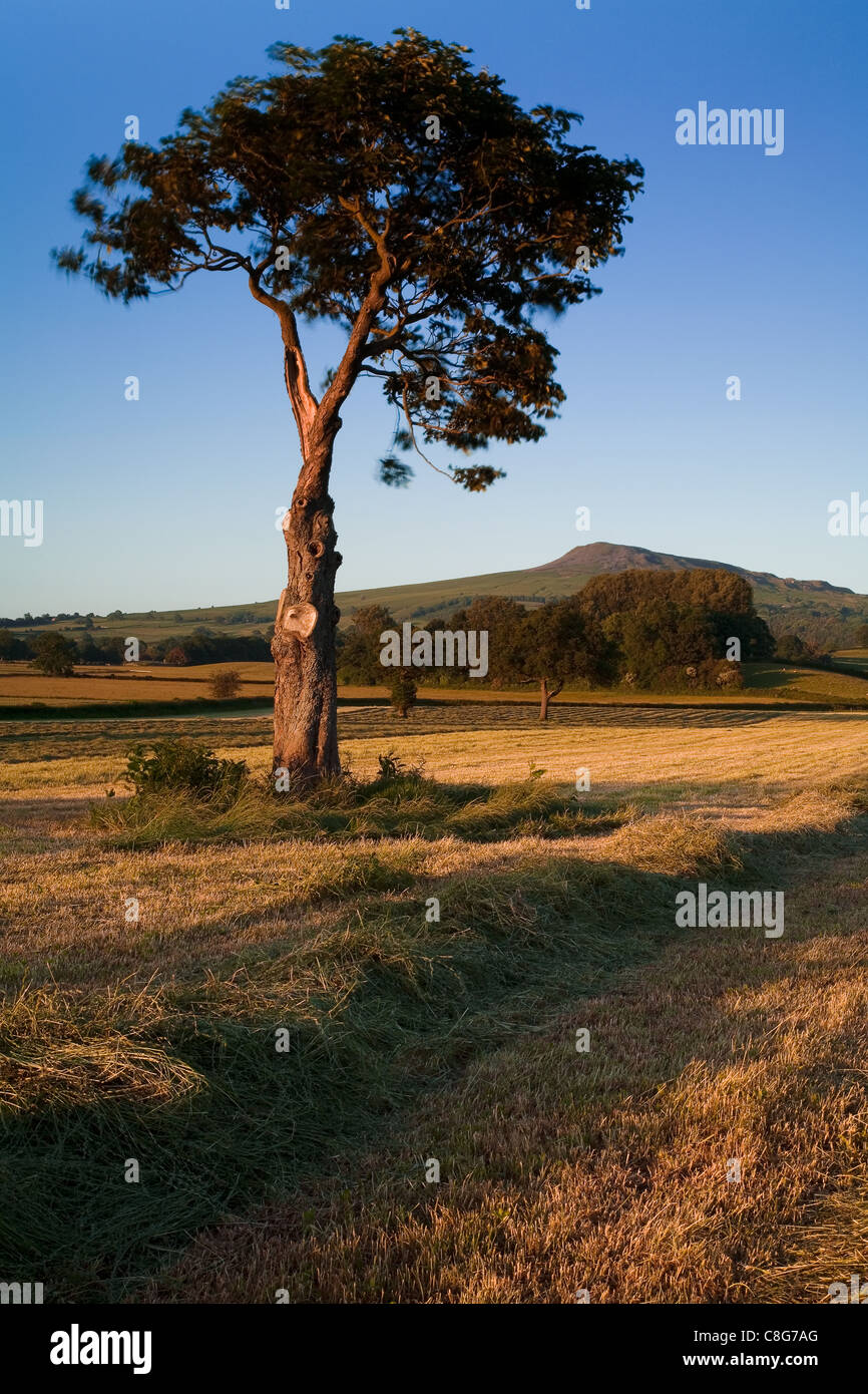 lone tree, clee hill, shropshire Stock Photo