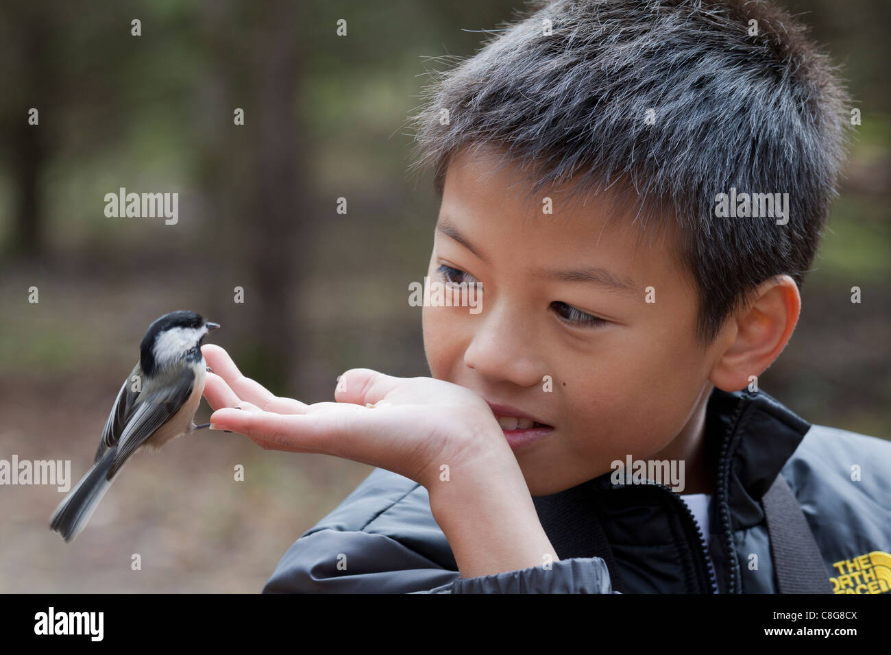 Ottawa bird hires stock photography and images Alamy