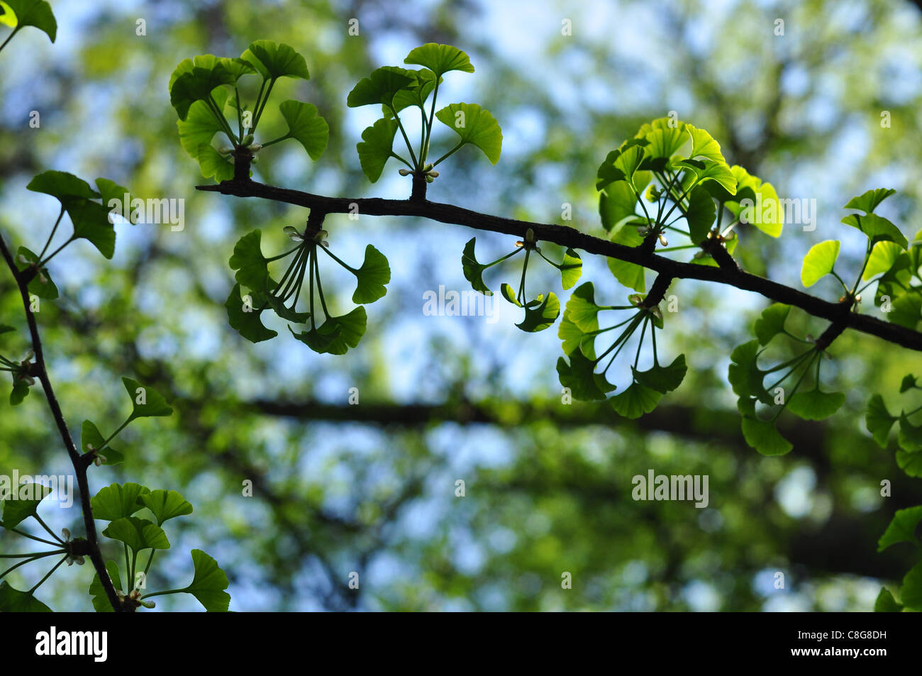 Ginkgo biloba Stock Photo
