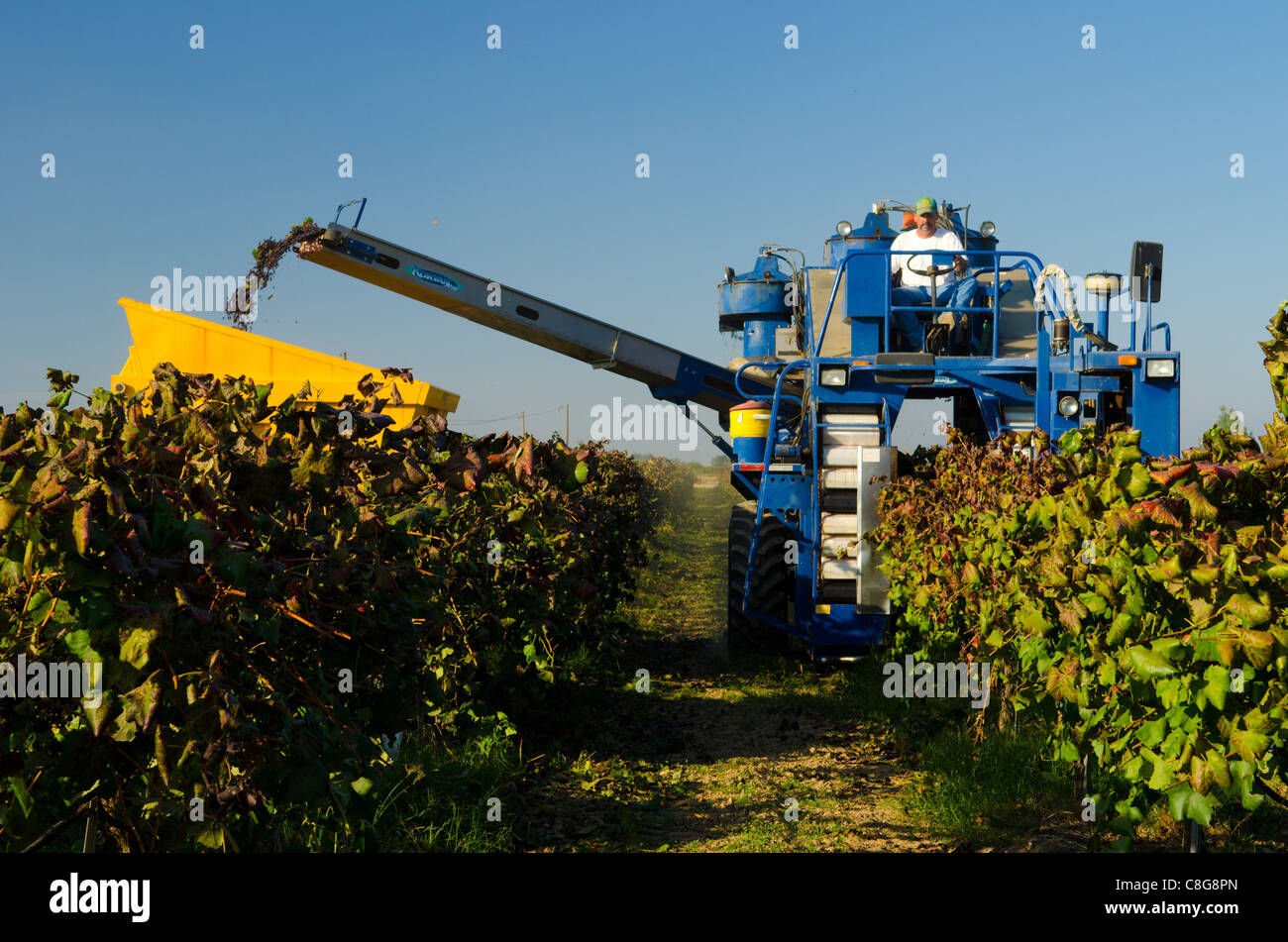 Mechanical grape harvesting, wine grapes, alicante variety, central