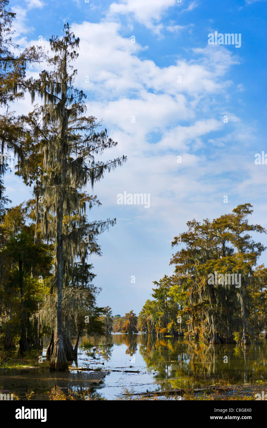 Typical swampland on Lake Martin near Breaux Bridge, Highway 31, Cajun