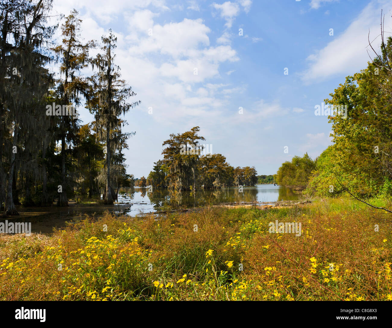 Typical swampland on Lake Martin near Breaux Bridge, Cajun country, Louisiana, USA Stock Photo