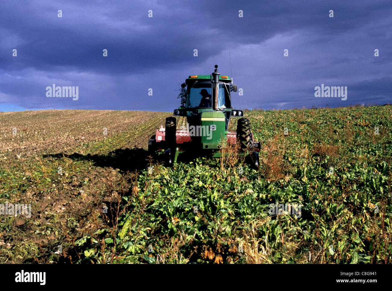 Loading sugar beets hires stock photography and images Alamy