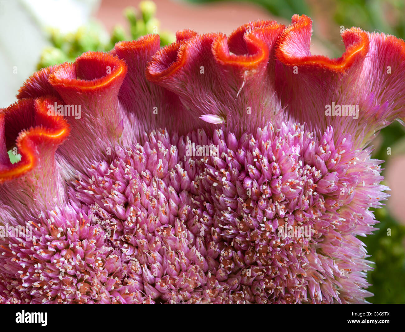 Closeup of Cockscomb (Celosia argentea var cristata) Stock Photo