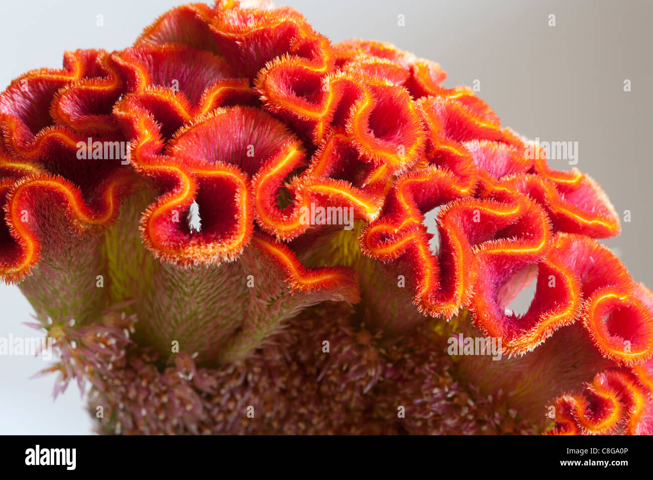 Closeup of Cockscomb (Celosia argentea var cristata), Alblasserdam, Holland Stock Photo