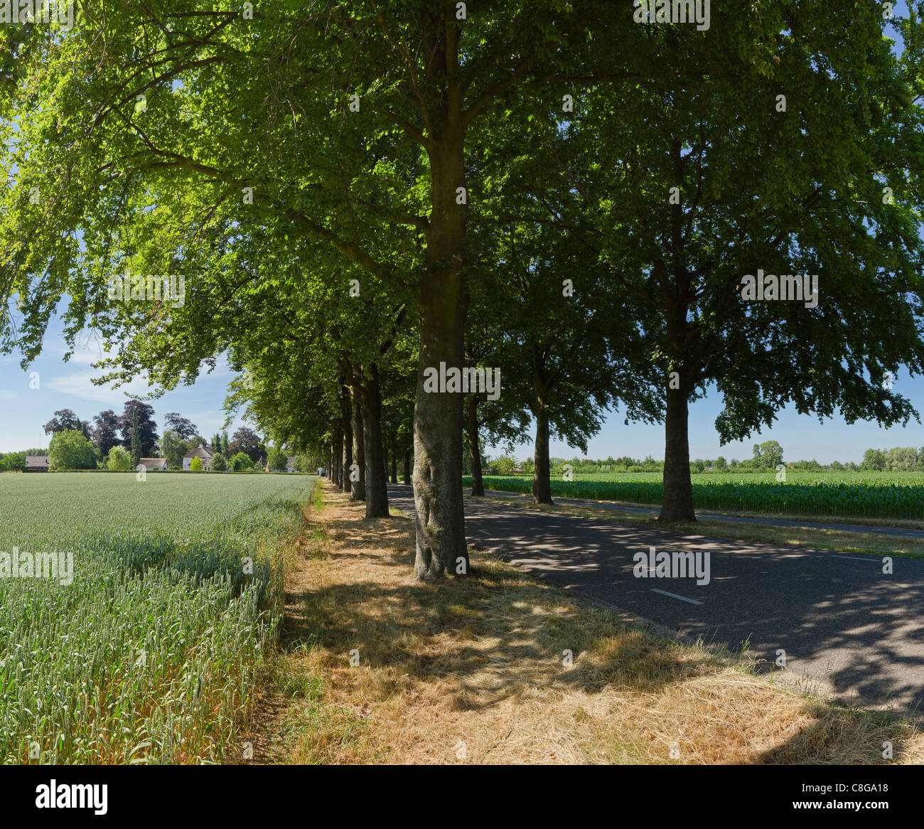 Netherlands, Europe, Holland, Limburg, Beesel, Shady, road, landscape, forest, wood, trees, summer, Stock Photo