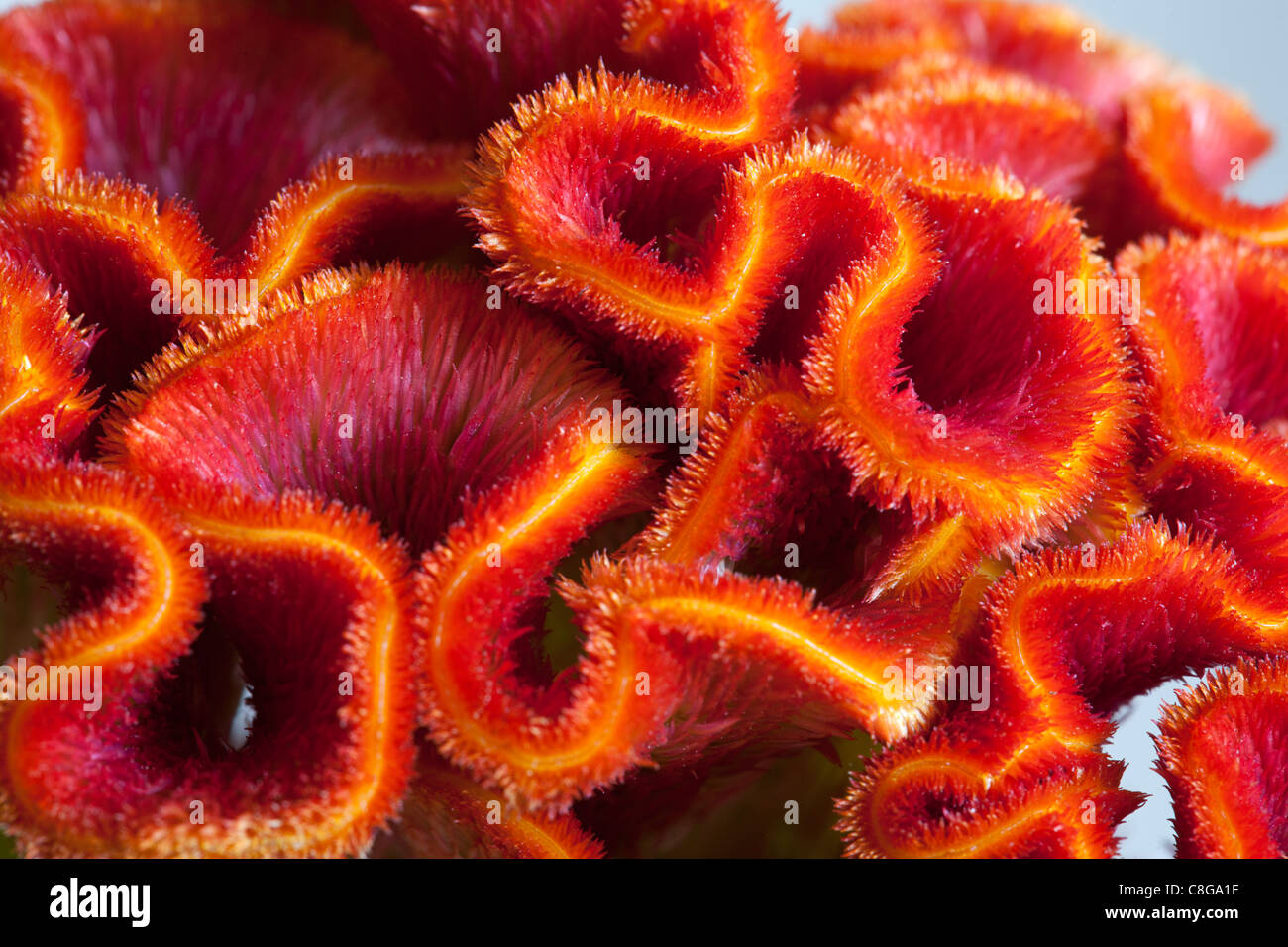 Closeup of Cockscomb (Celosia argentea var cristata), Alblasserdam, Holland Stock Photo