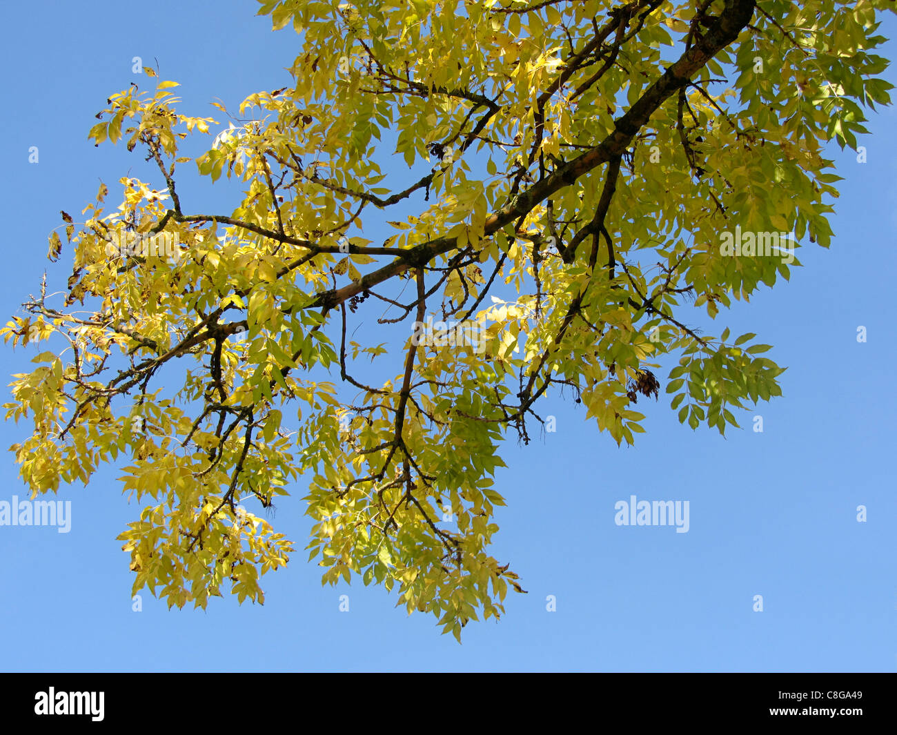 Yellow autumn leaves of an Ash Tree (Fraxinus excelsior) against a blue ...