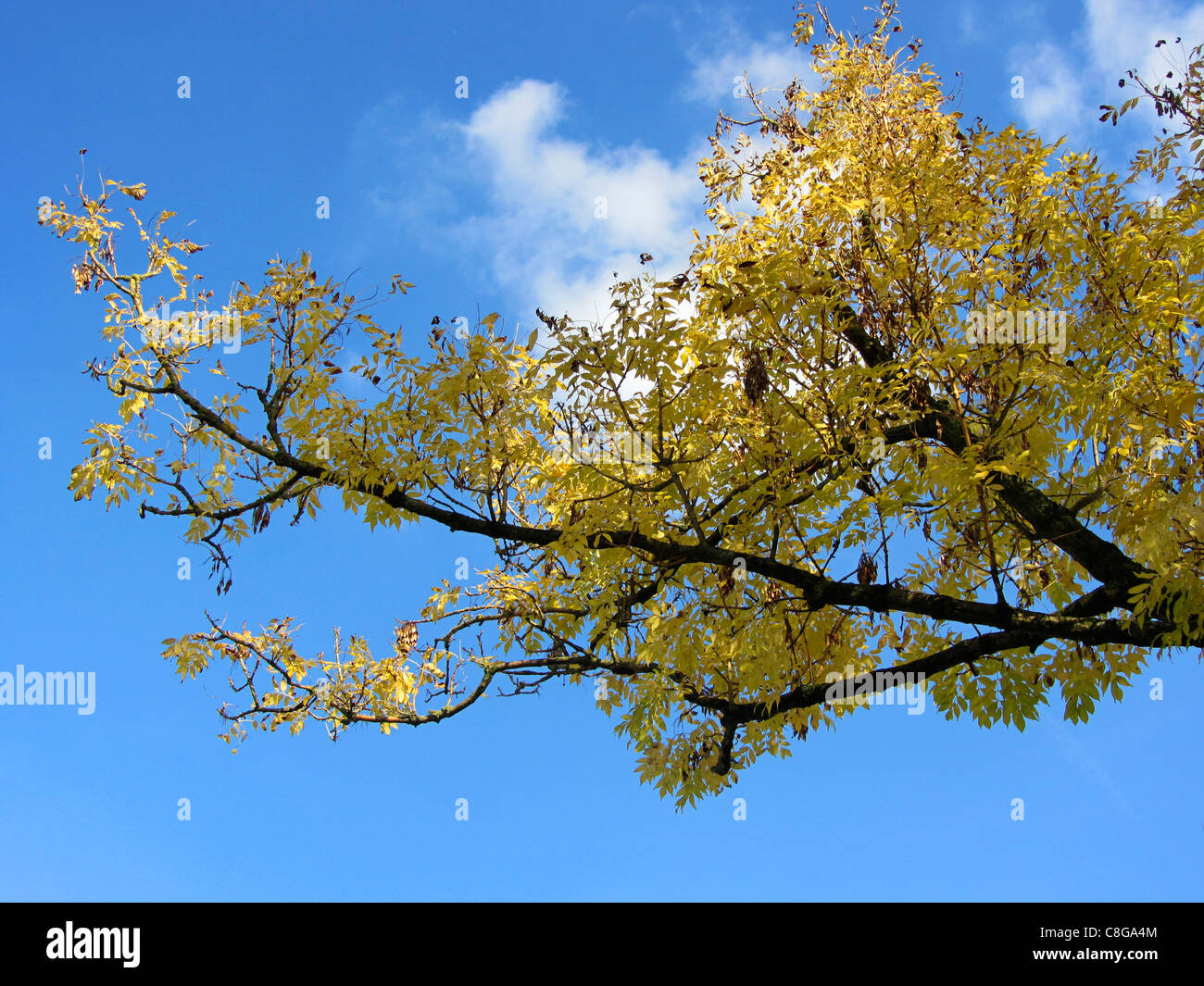 Yellow autumn leaves of an Ash Tree (Fraxinus excelsior) against a blue sky, Alblasserdam, Holland Stock Photo