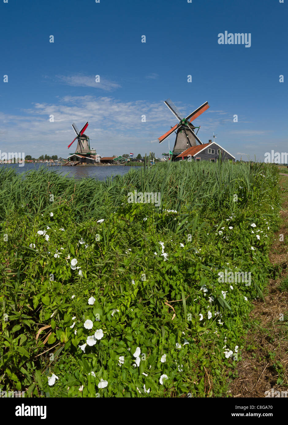 Netherlands, Europe, Holland, Zaandam, Windmills, open air, museum Zaanse Schans, windmill, flowers, summer, Stock Photo