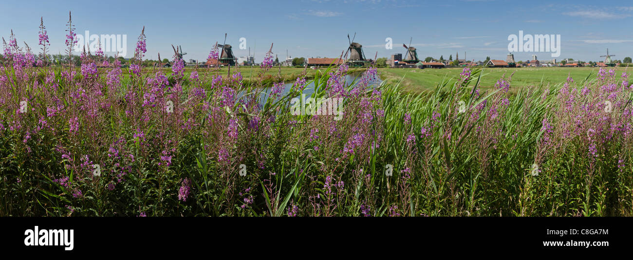 Netherlands, Europe, Holland, Zaandam, Windmills, open air, museum Zaanse Schans, windmill, field, meadow, flowers, summer, Stock Photo