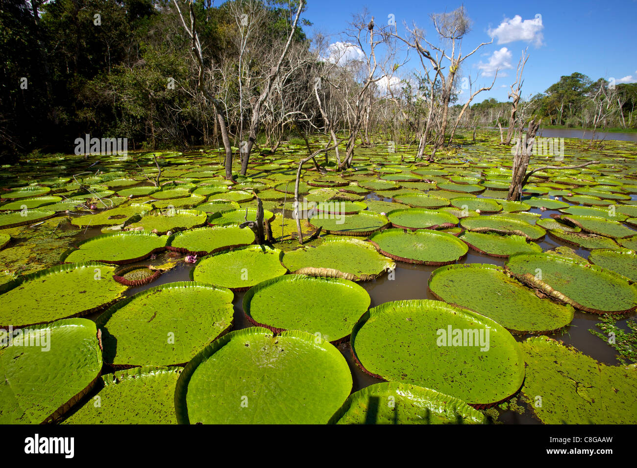 Giant lily leaves and flower in the Amazonian forest, Manaus, Brazil Stock Photo