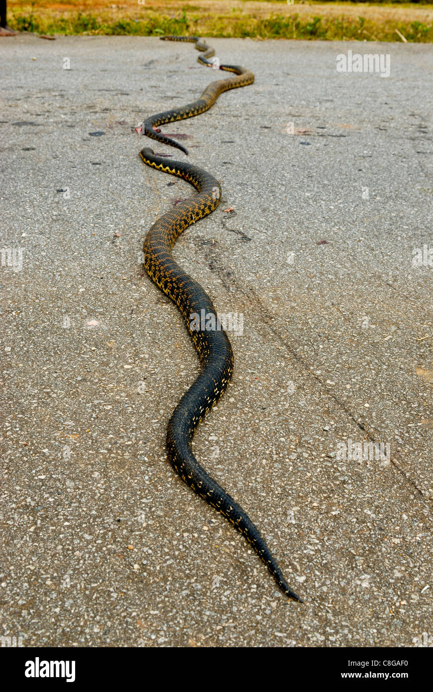 Dead pythons lying on a street, Manakara, Madagascar Stock Photo