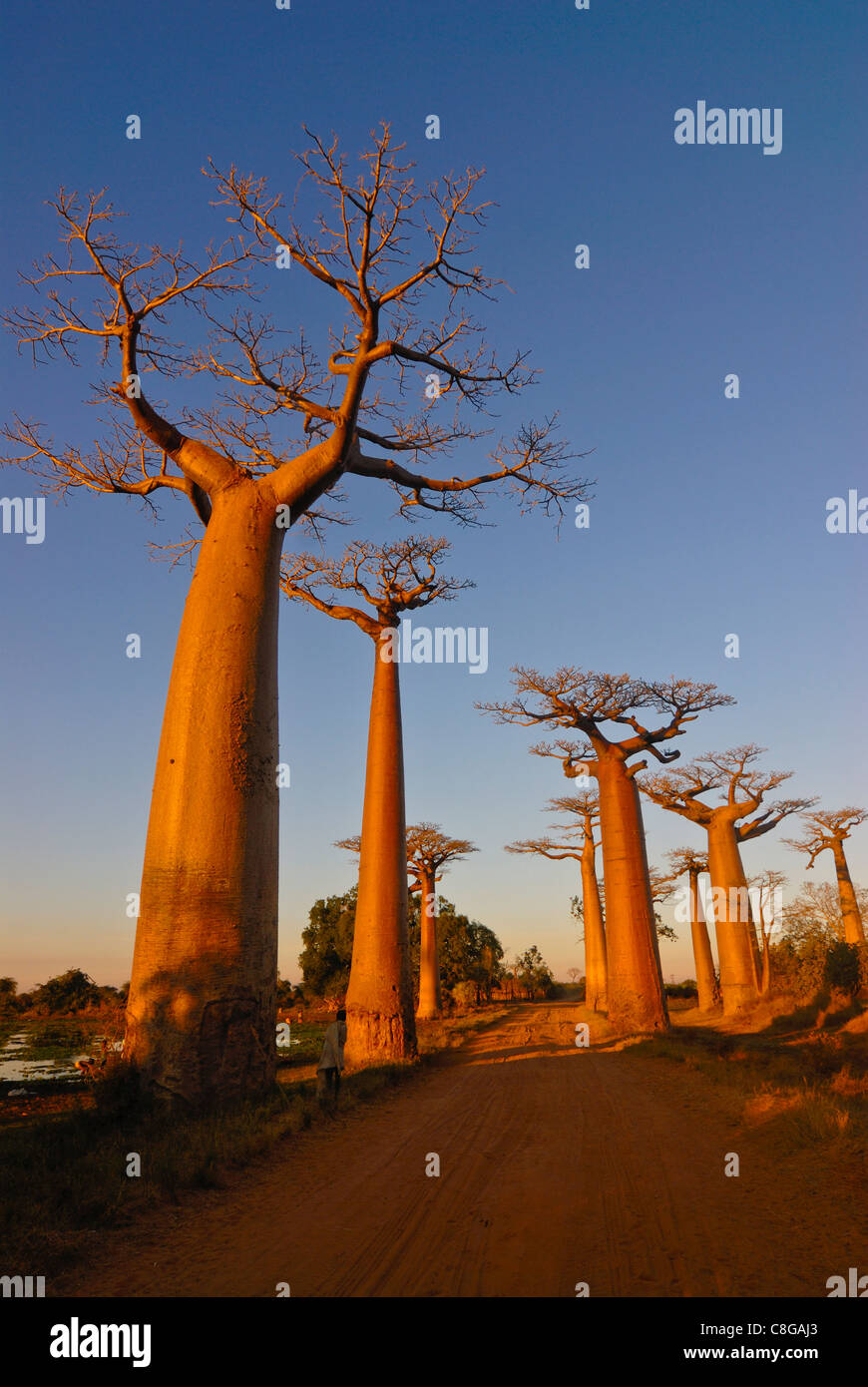 Avenue de Baobabs at sunset, Madagascar Stock Photo