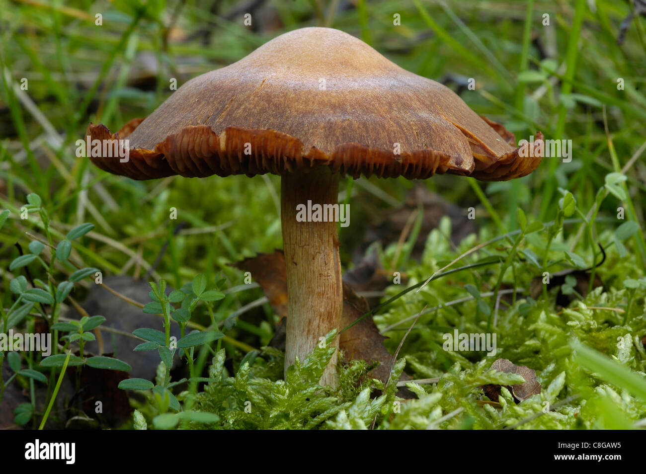 Surprise Web-cap Fungus - Cortinarius semisanguineus Stock Photo