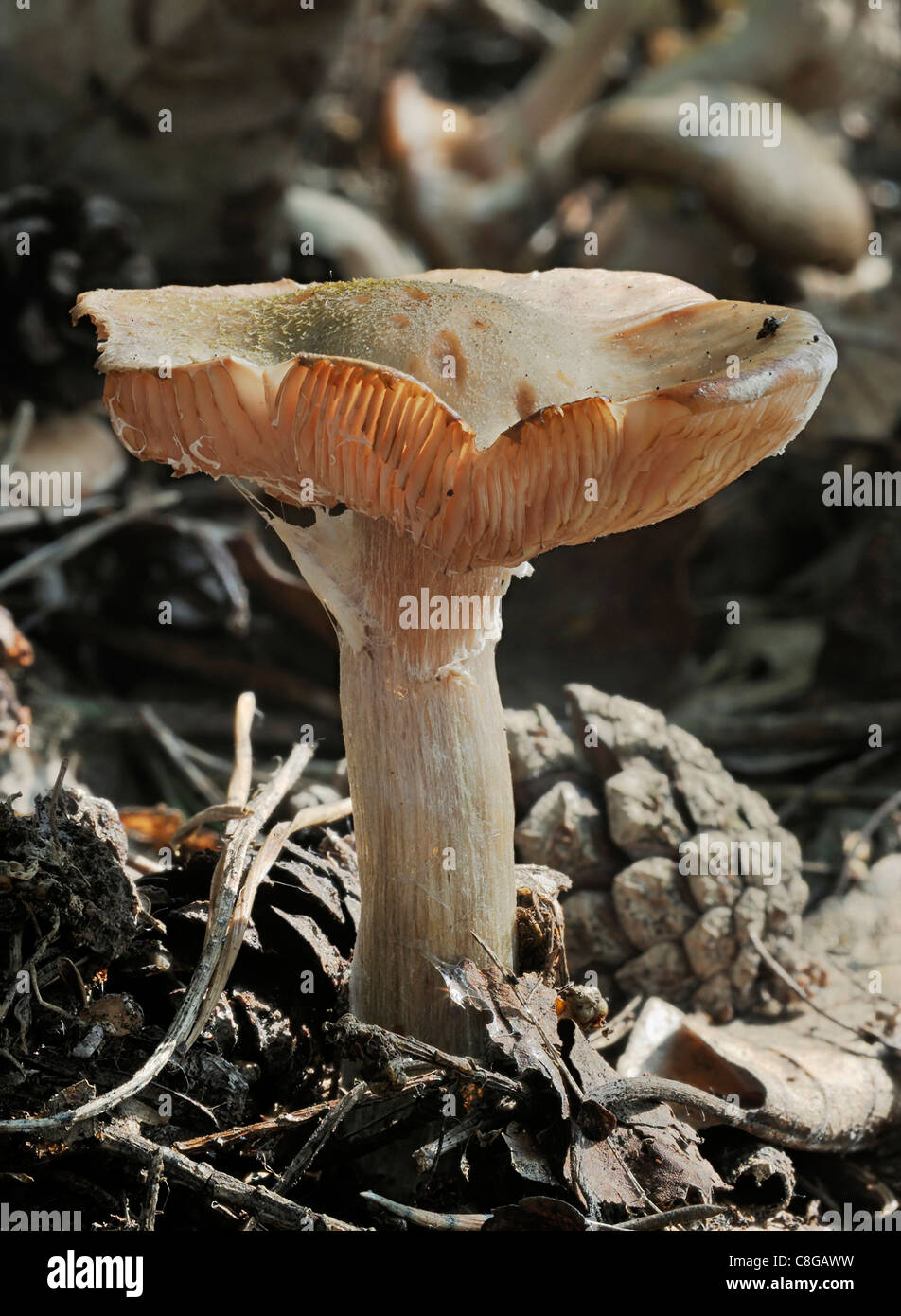 Webcap fungus - Cortinarius sp Stock Photo