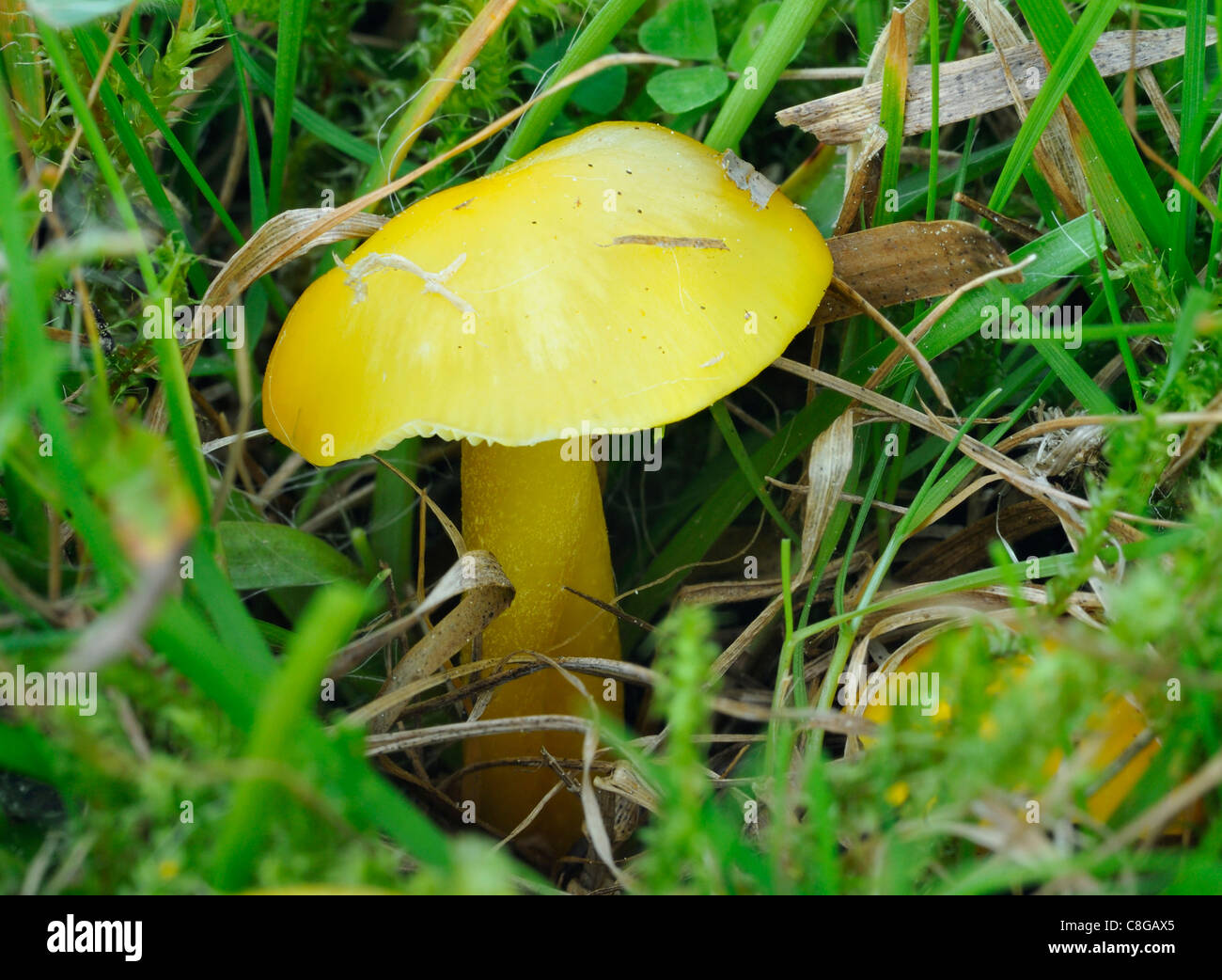 Golden Waxcap Fungi Hygrocybe chlorophana Stock Photo Alamy