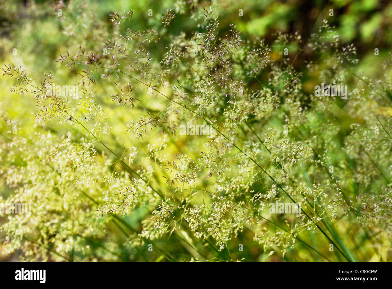 Poa trivialis, Rough Meadow Grass flowers, Wales, UK. Stock Photo