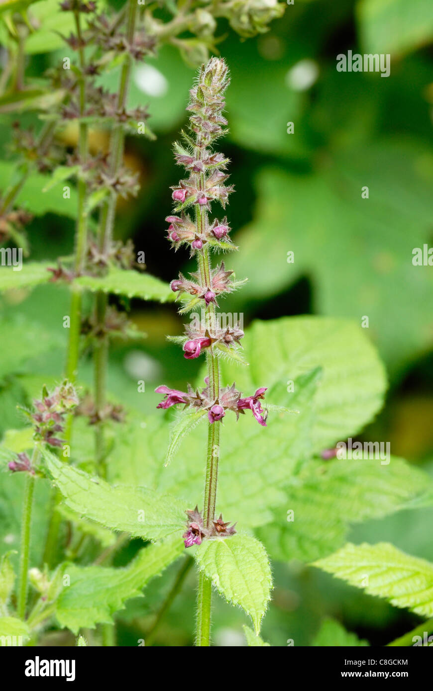 Stachys sylvatica, Hedge Woundwort, Wales, UK. Stock Photo