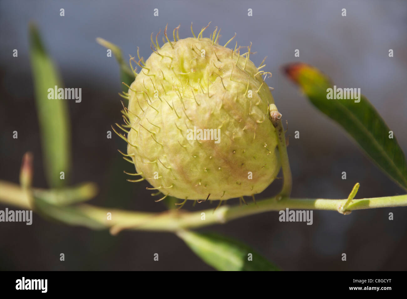 Gomphocarpus physocarpus inflated fruit covered with soft spines Stock Photo