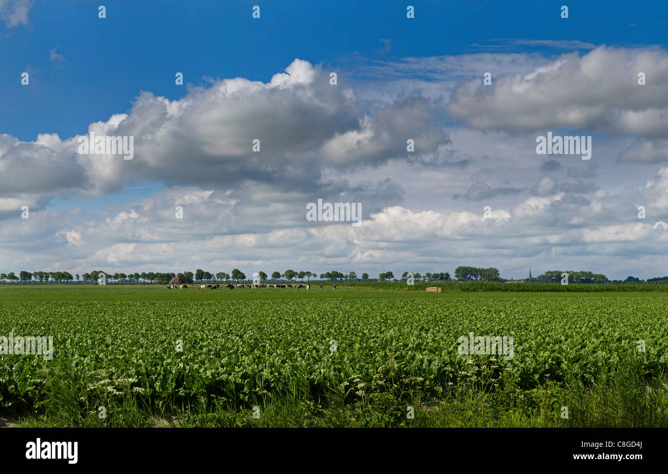 Netherlands, Europe, Holland, Noordbeemster, Polder, De Beemster, landscape, field, meadow, summer, clouds, Stock Photo