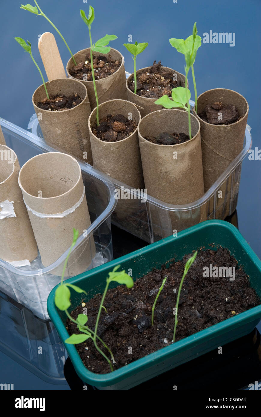 Sweet peas toilet rolls hires stock photography and images Alamy