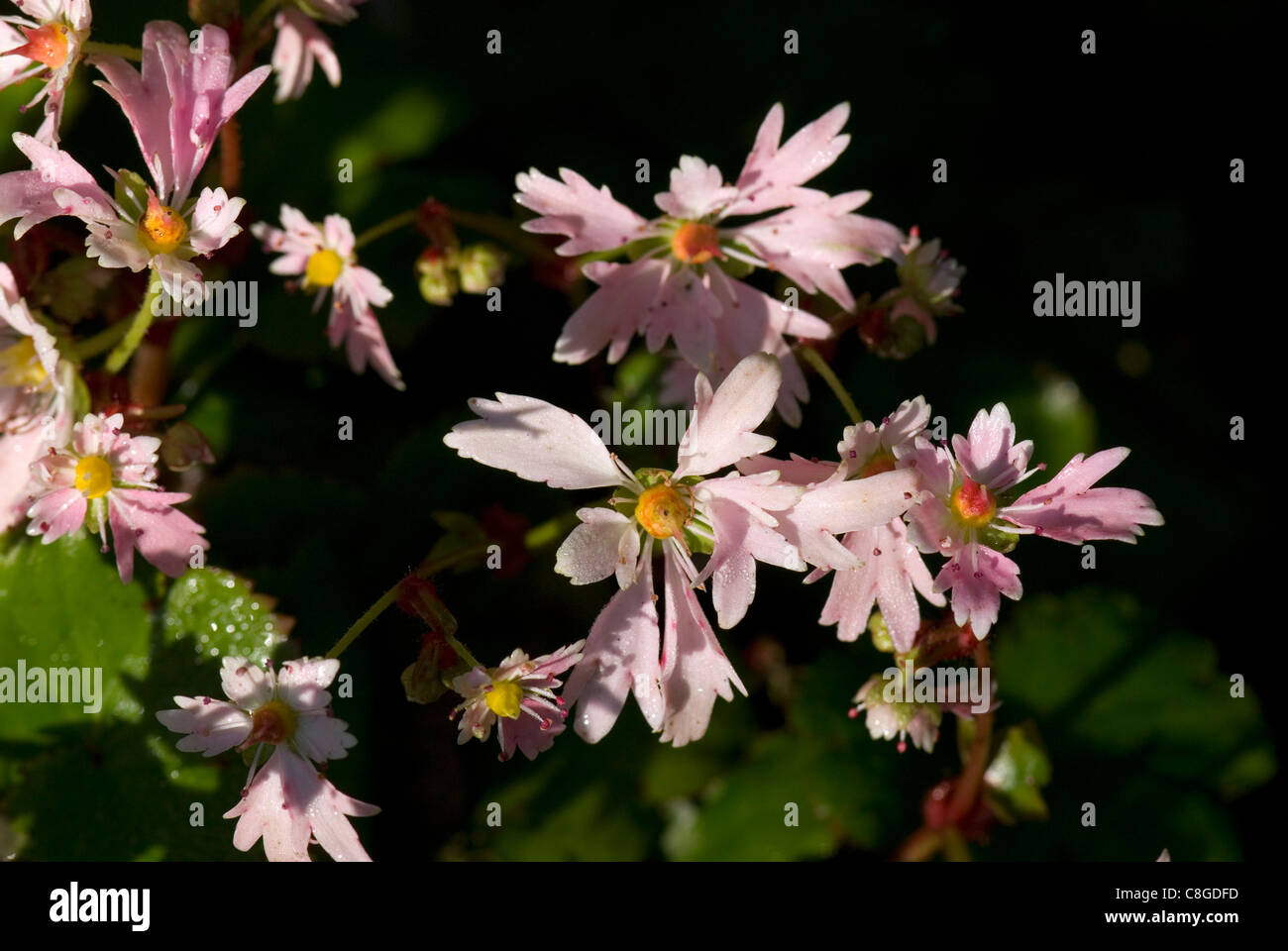 Saxifrage fortunei Cheap Confections Stock Photo