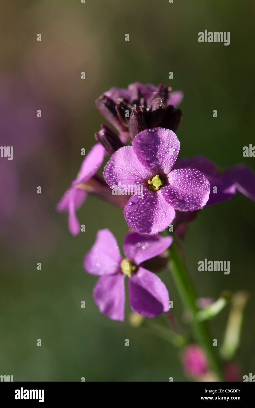 Erisium hires stock photography and images Alamy