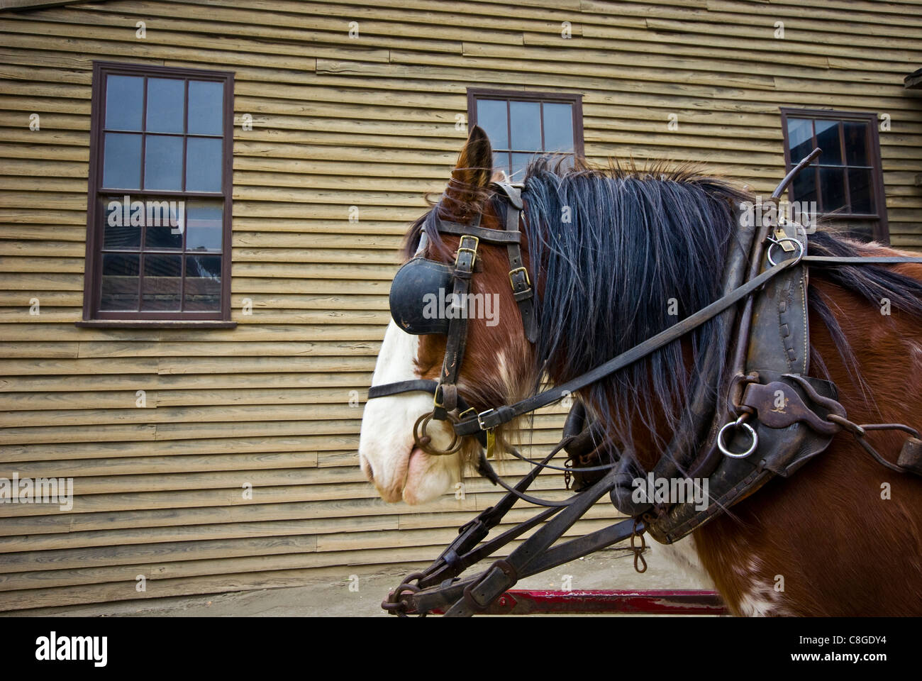 A Clydesdale horse harnessed to a water wagon in a gold mining town. Stock Photo