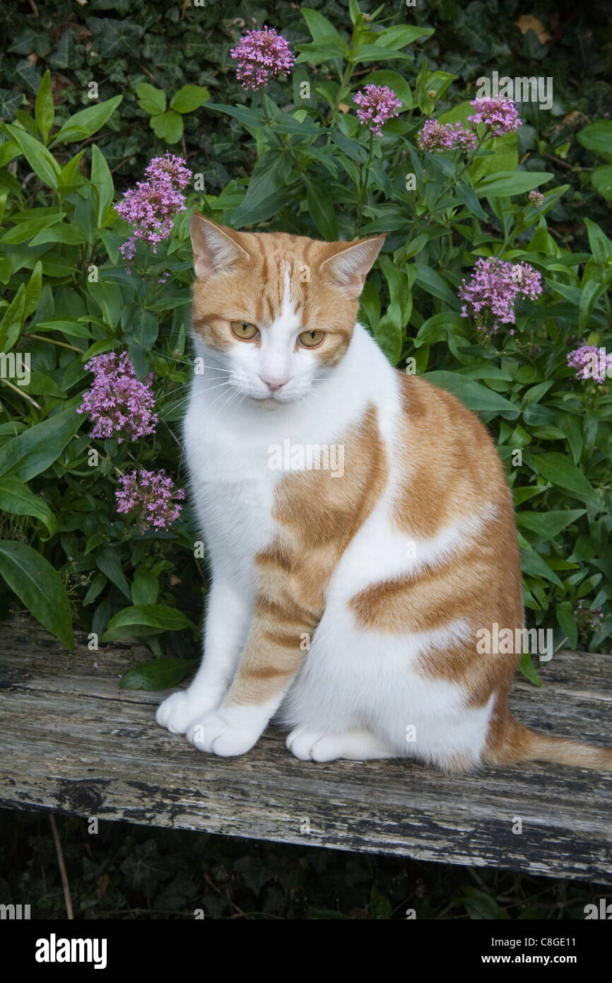 Ginger and white cat sitting on a park bench Stock Photo - Alamy