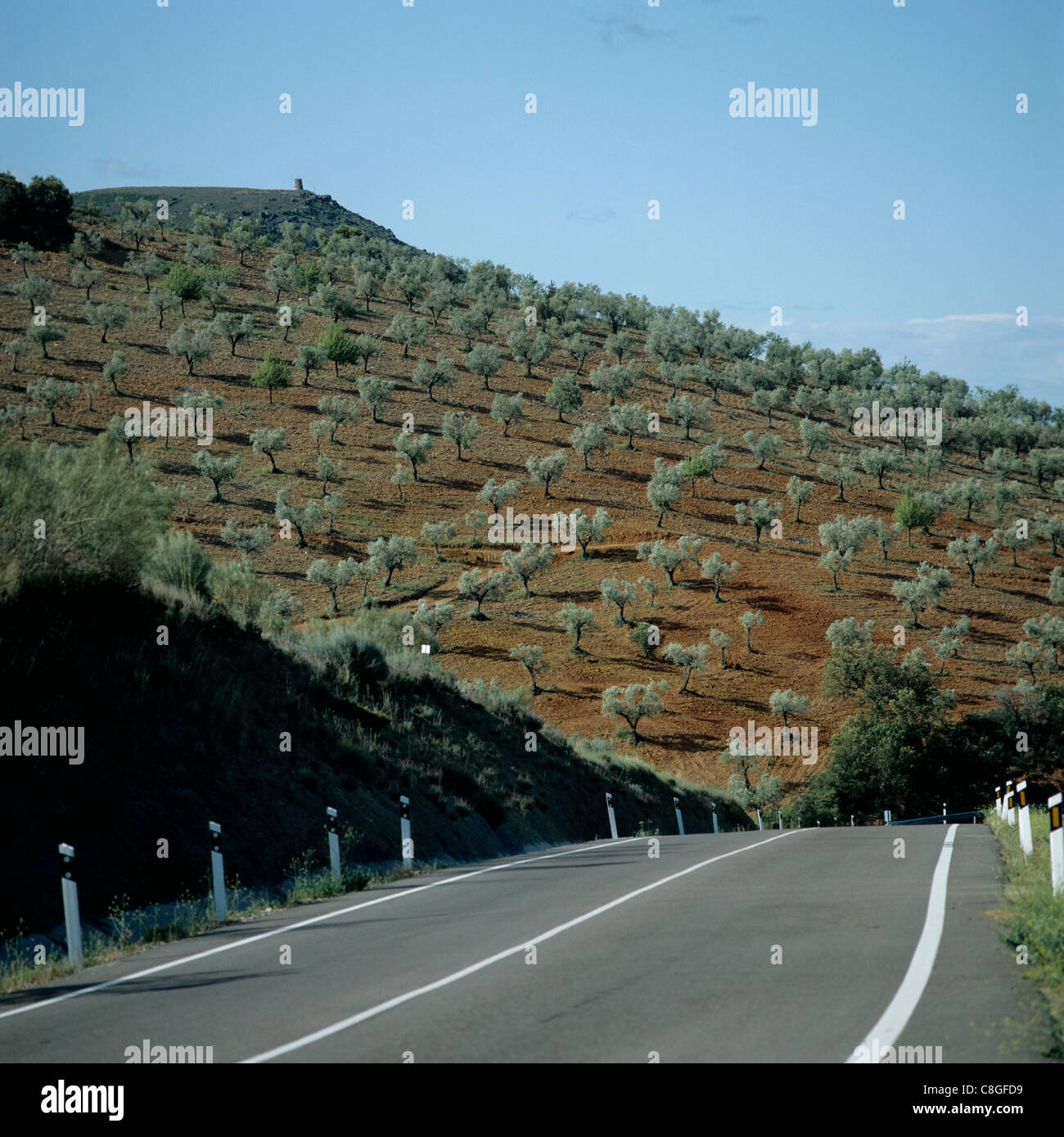 Young olive grove on a hillside by the road in La Mancha, Spain, April Stock Photo