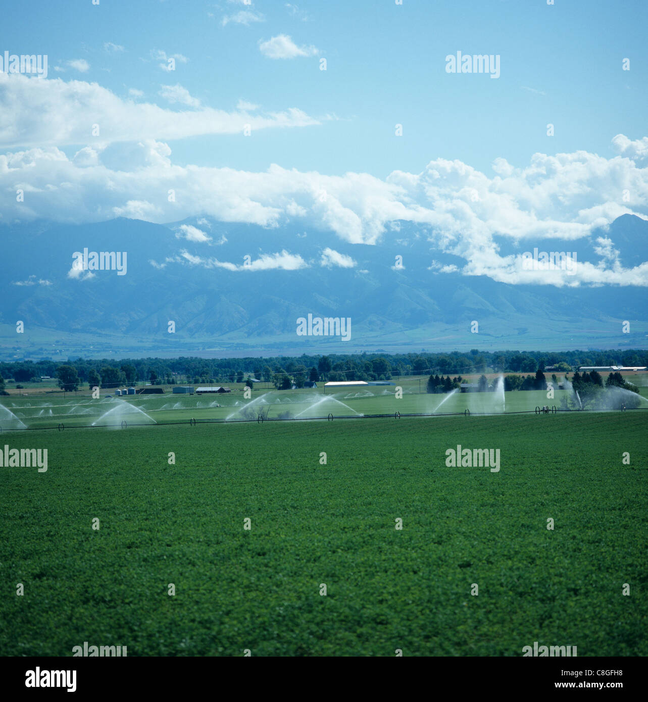 Pivoted boom sprinkler irrigating alfalfa crop shortly after cutting, Montana, USA Stock Photo