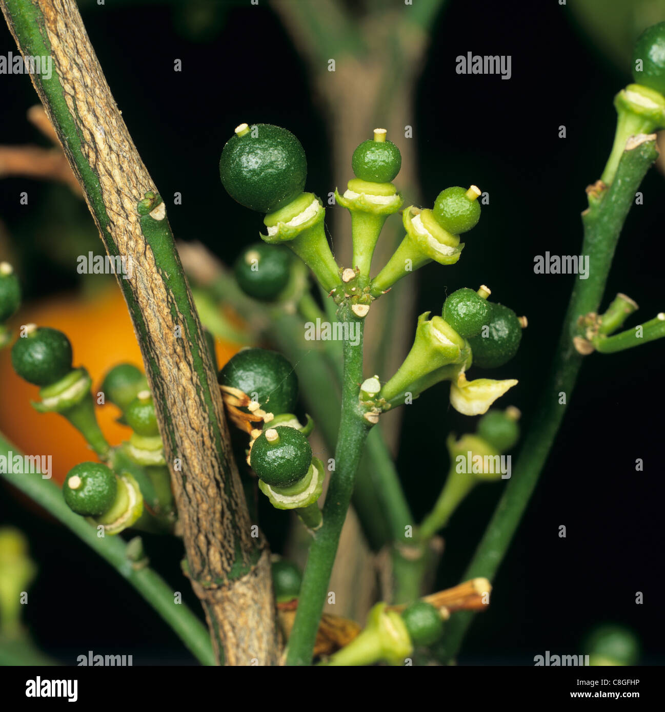 Fruitlets on small potted calamondin citrus tree Stock Photo