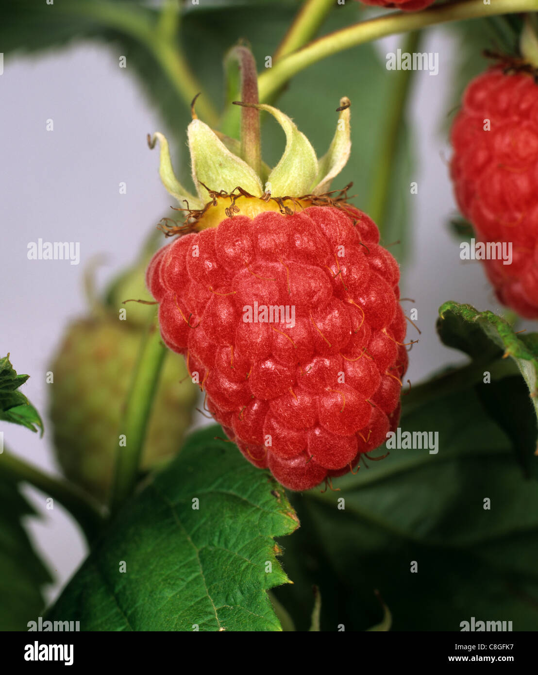 Ripe summer raspberry on the cane Stock Photo - Alamy