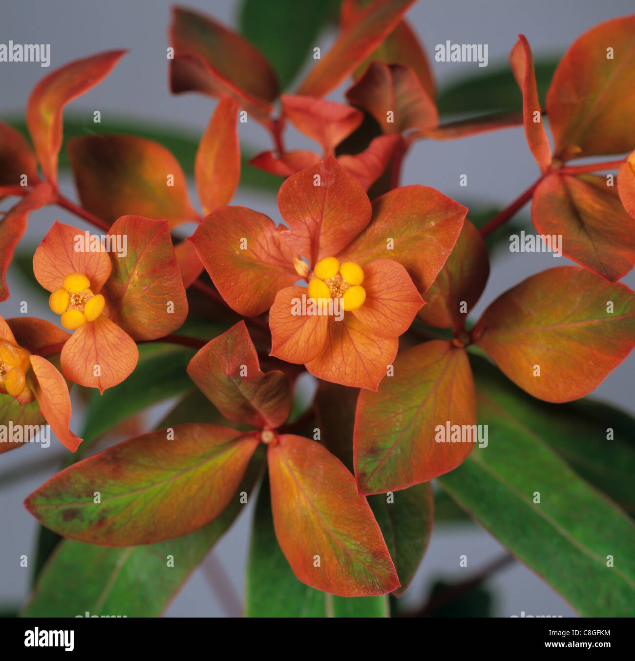 Euphorbia griffithii Fireglow flowers and colourful leaves Stock Photo