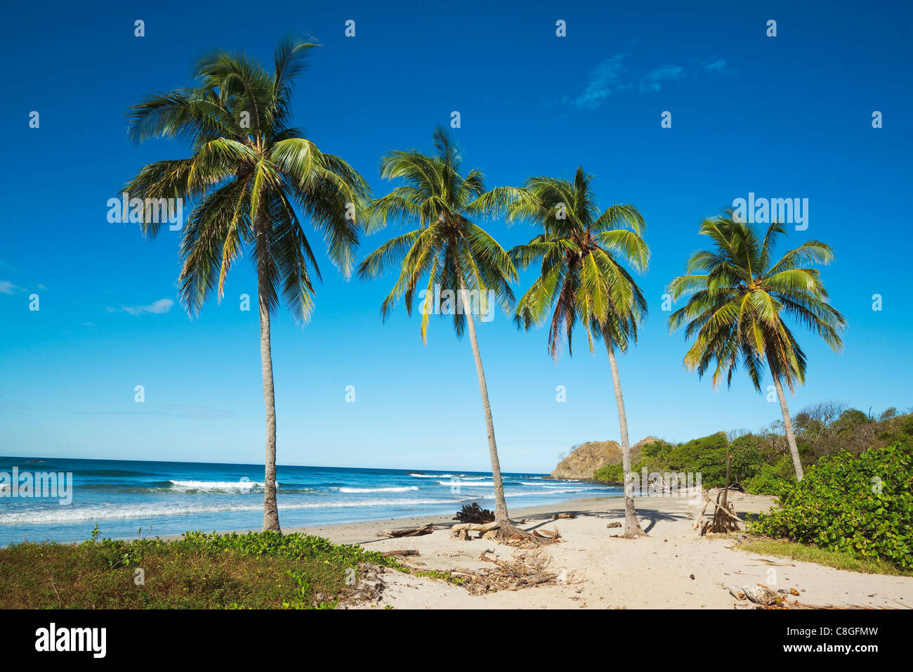 Palm trees on Playa Guiones beach on the Pacific coast, Nosara, Nicoya Peninsula, Guanacaste Province, Costa Rica Stock Photo