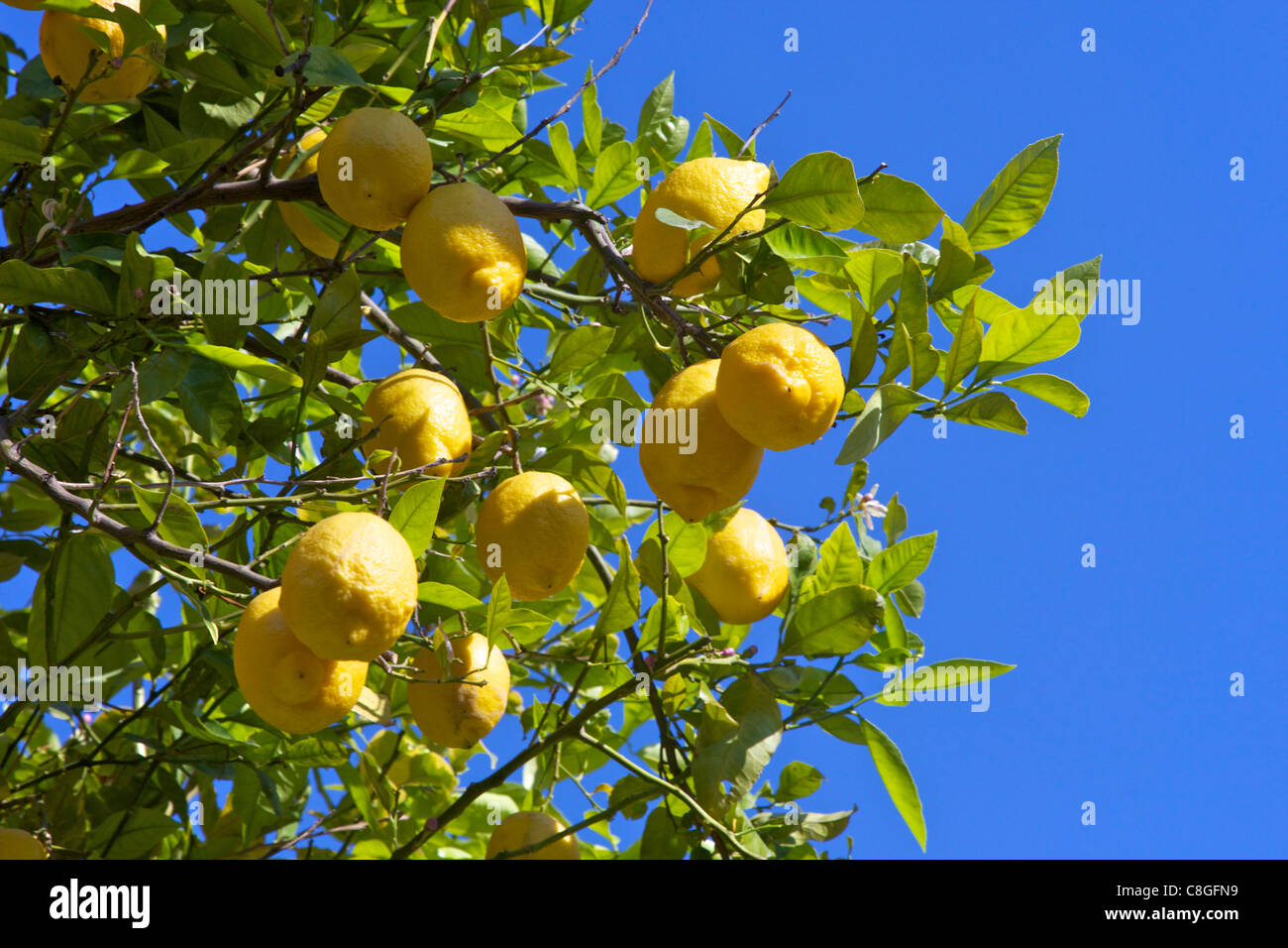 Lemons growing on tree in grove, Sorrento, Campania, Italy Stock Photo